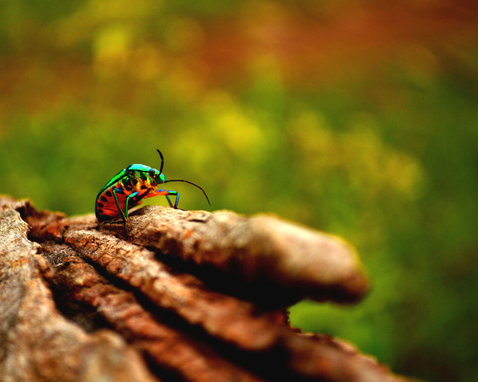 Nikon D5200 sample photo. Close, up, of, insect photography
