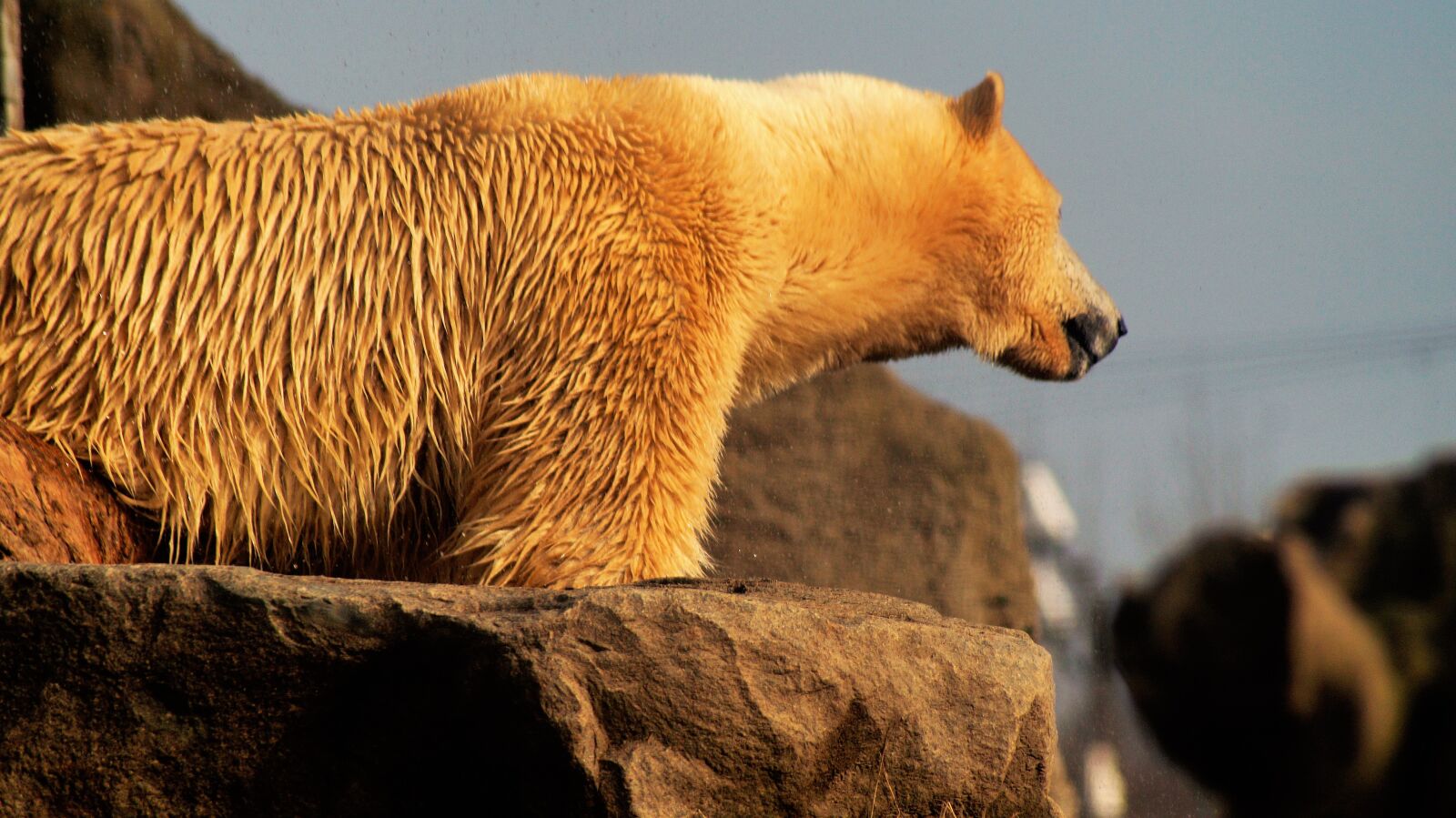 Sony SLT-A58 sample photo. Polar bear, animal, wild photography