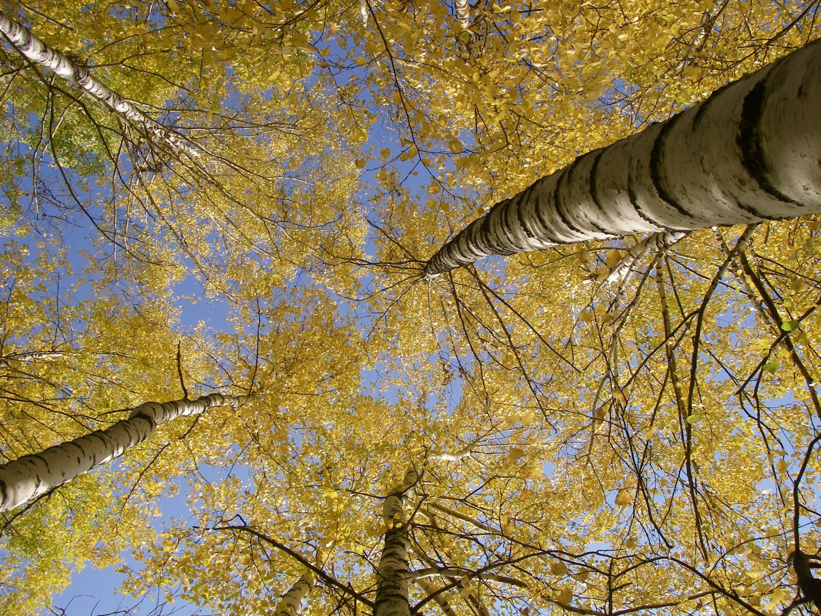 Pentax OPTIO W20 sample photo. Autumn, trees, nature photography