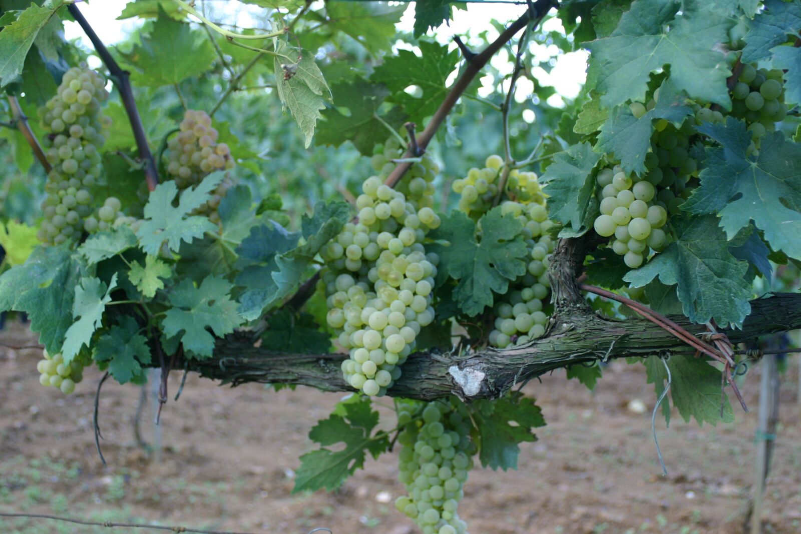 Canon EOS 300D (EOS Digital Rebel / EOS Kiss Digital) sample photo. Grapes, vineyard, wine photography