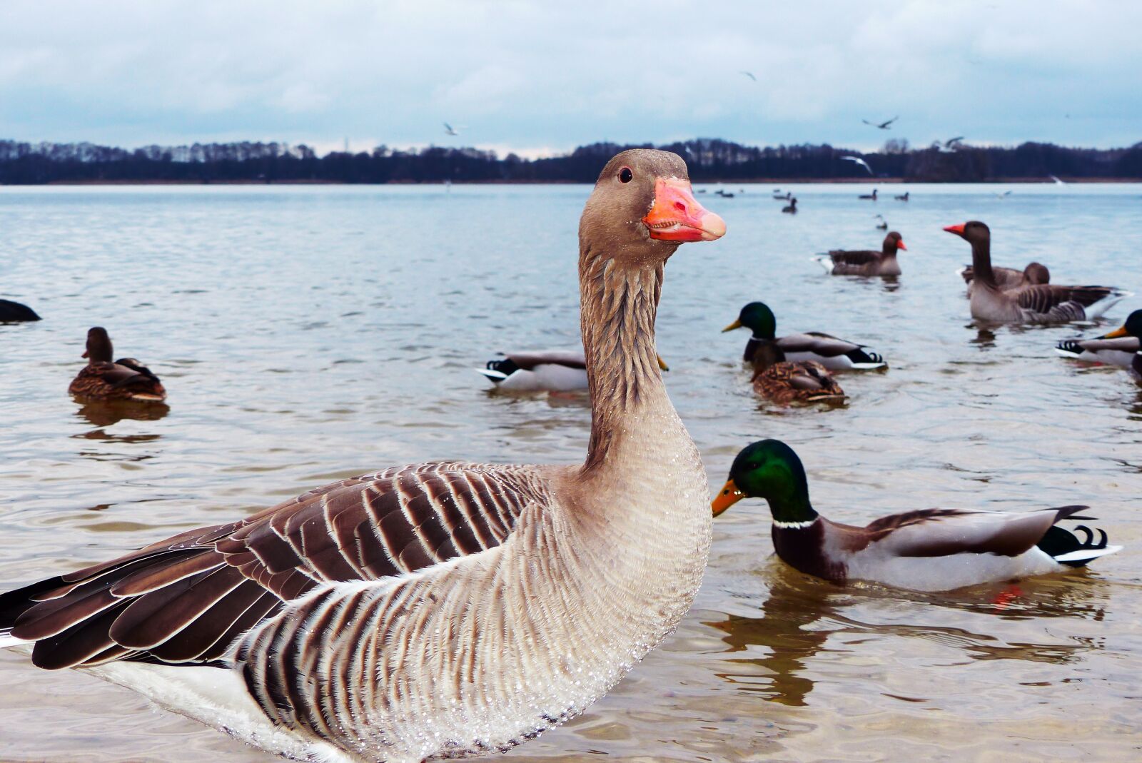 Panasonic Lumix DMC-FZ200 sample photo. Goose grey goose, water photography