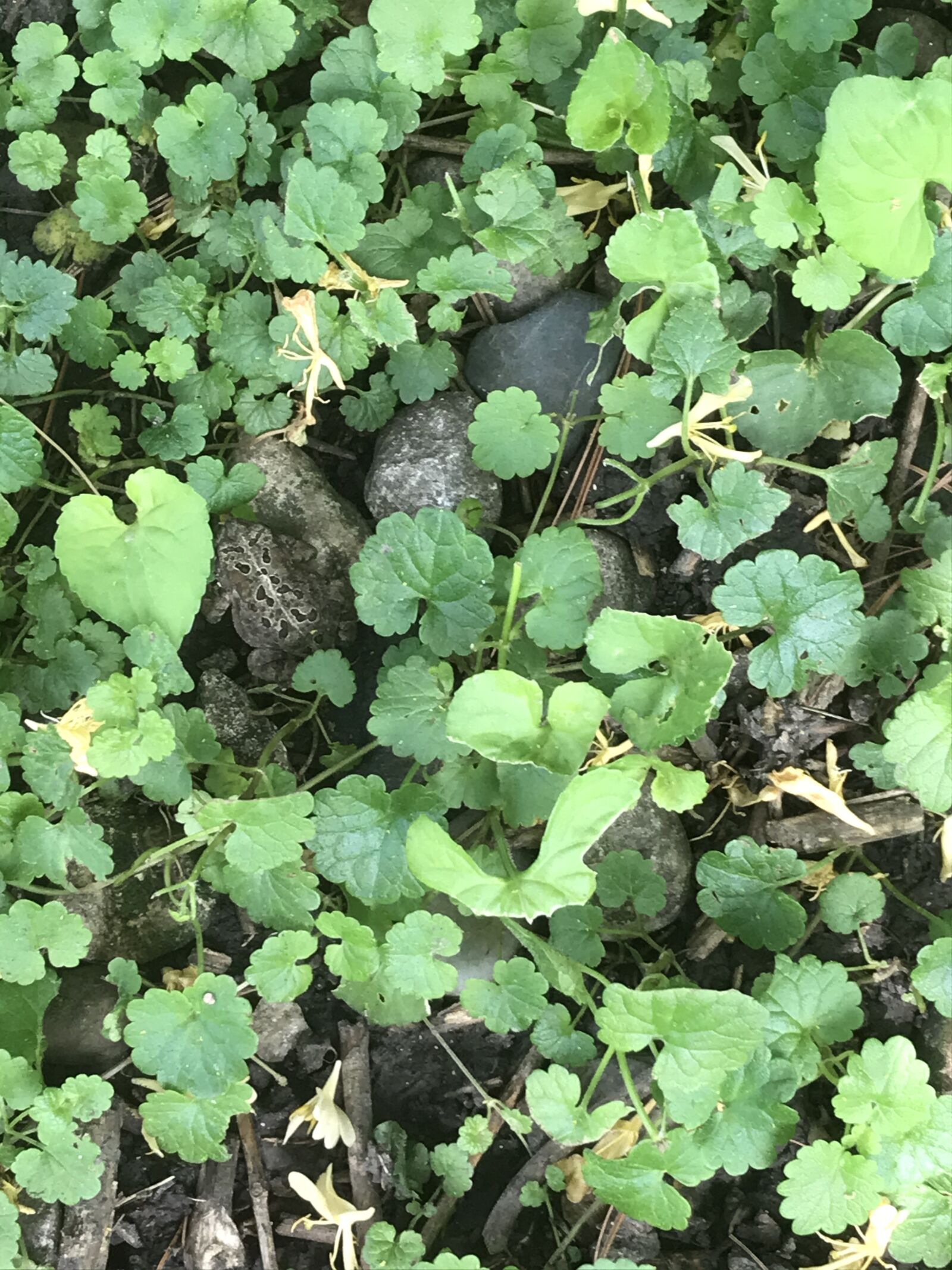 Apple iPhone 7 sample photo. Green, toad, rock photography