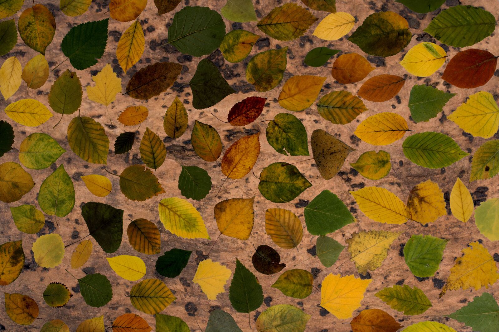 Canon EF-S 60mm F2.8 Macro USM sample photo. Leafes, tree leaves, colorful photography