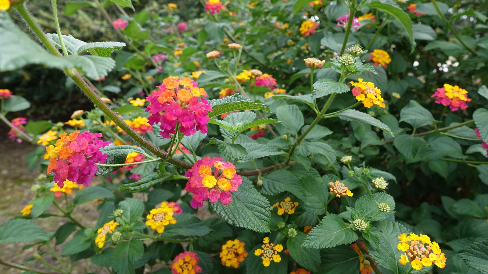 Sony Cyber-shot DSC-RX100 III sample photo. Lanthanide, summer flowers, beautiful photography