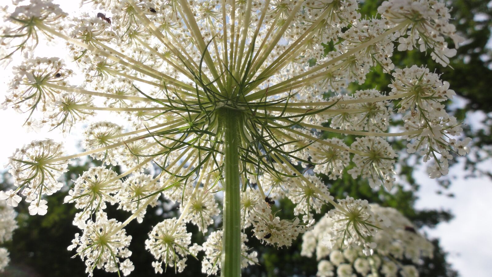 Sony DSC-HX5V sample photo. Umbel, summer, pointed flower photography