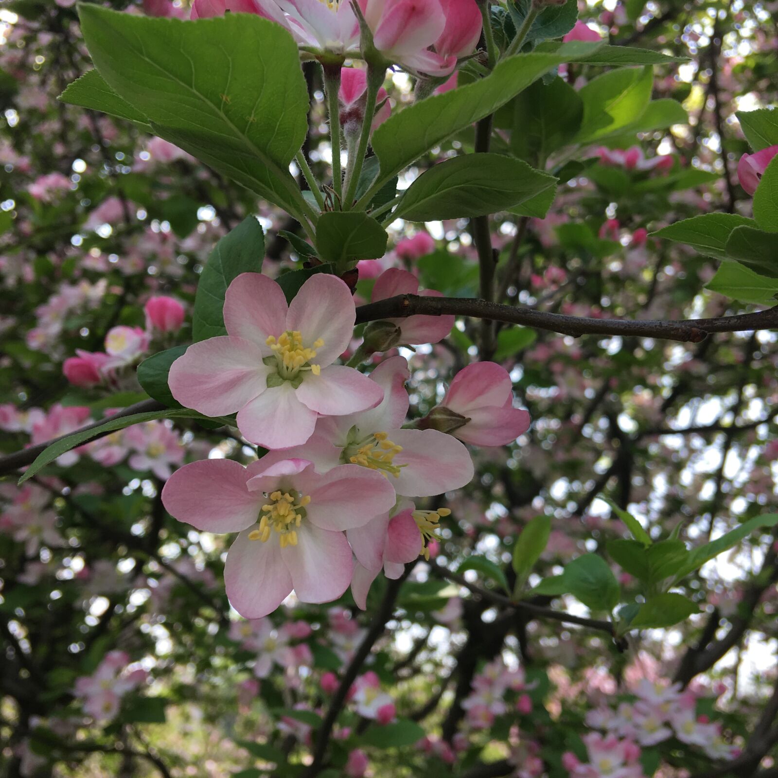 Apple iPhone 6s Plus sample photo. Flower, plant, branch photography