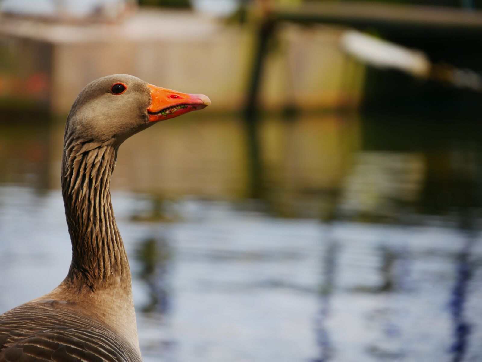 Panasonic DMC-G70 sample photo. Bird, bill, goose photography