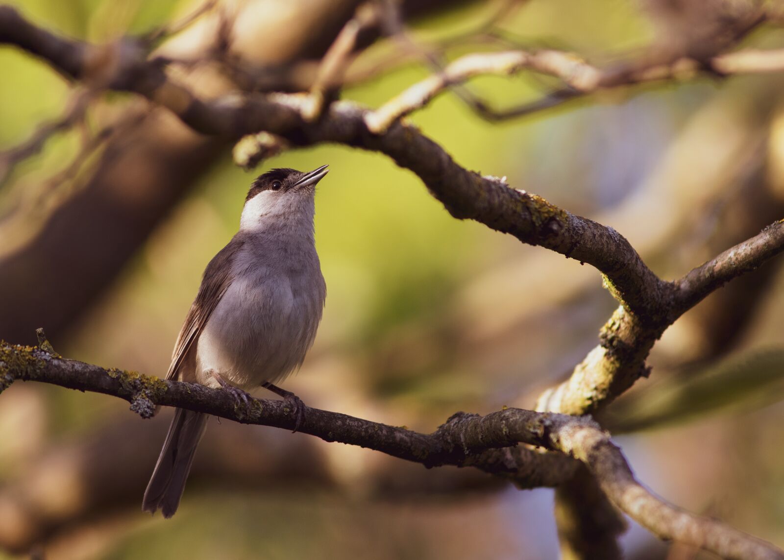 Canon EF 300mm F4L IS USM sample photo. Northern mockingbird, tennessee, spring photography