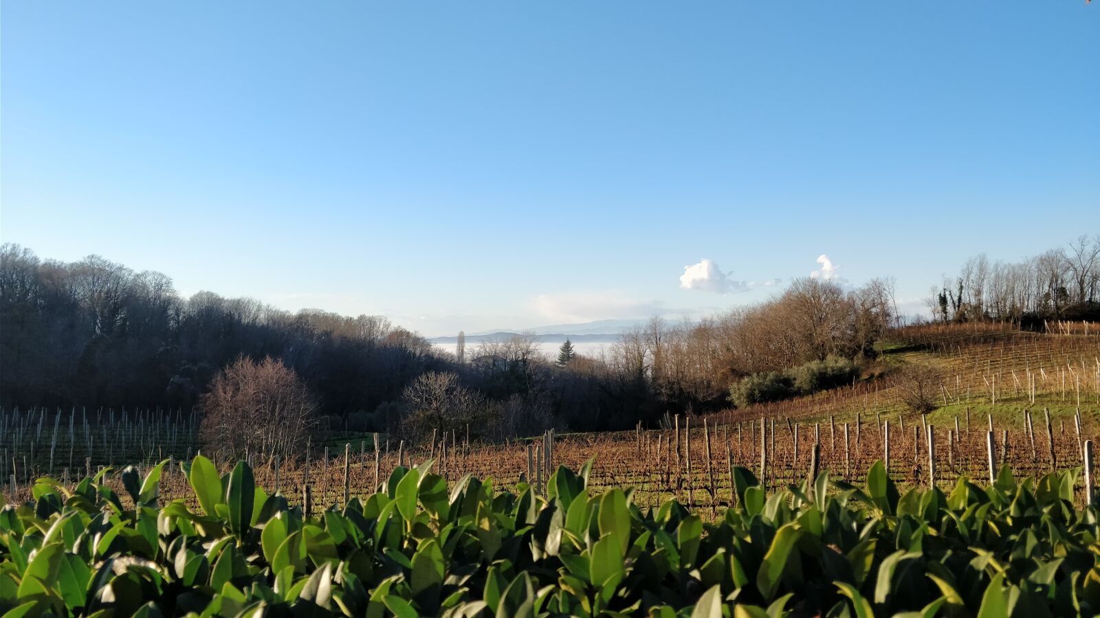 OnePlus 5 sample photo. Hill, vineyard, winter photography