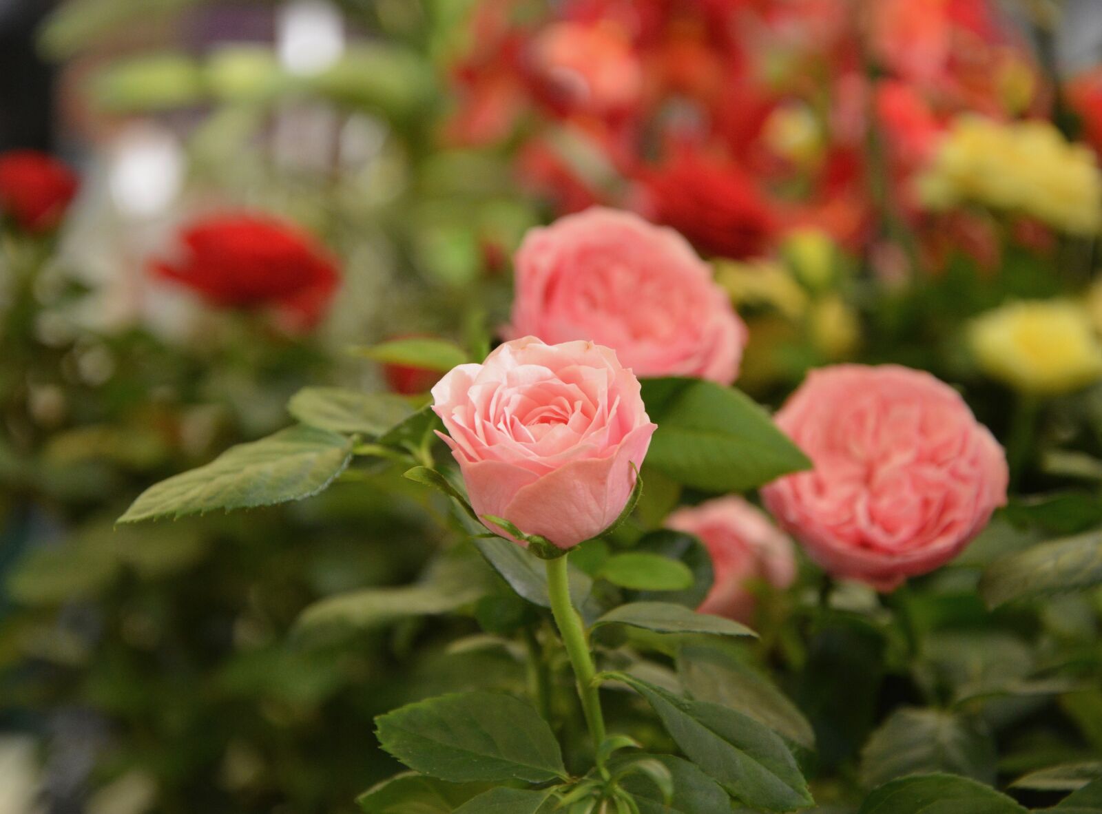 Nikon D5200 sample photo. Flower, pink, pale pink photography