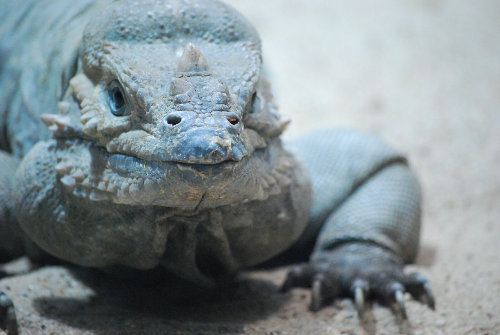 Nikon D40X sample photo. Iguana, the lizard, zoo photography