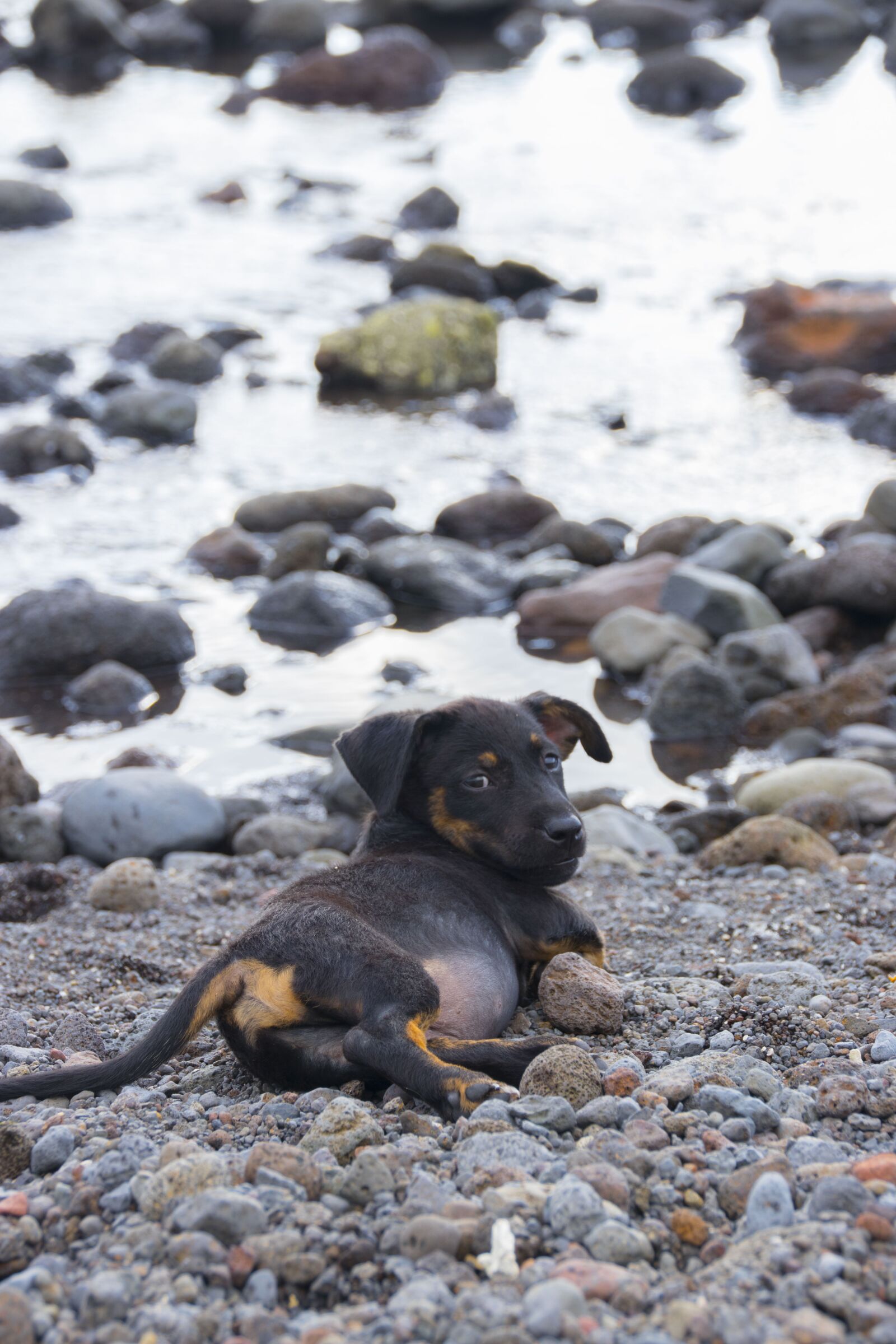 Canon EOS 80D sample photo. Puppy, dachshund, dog photography