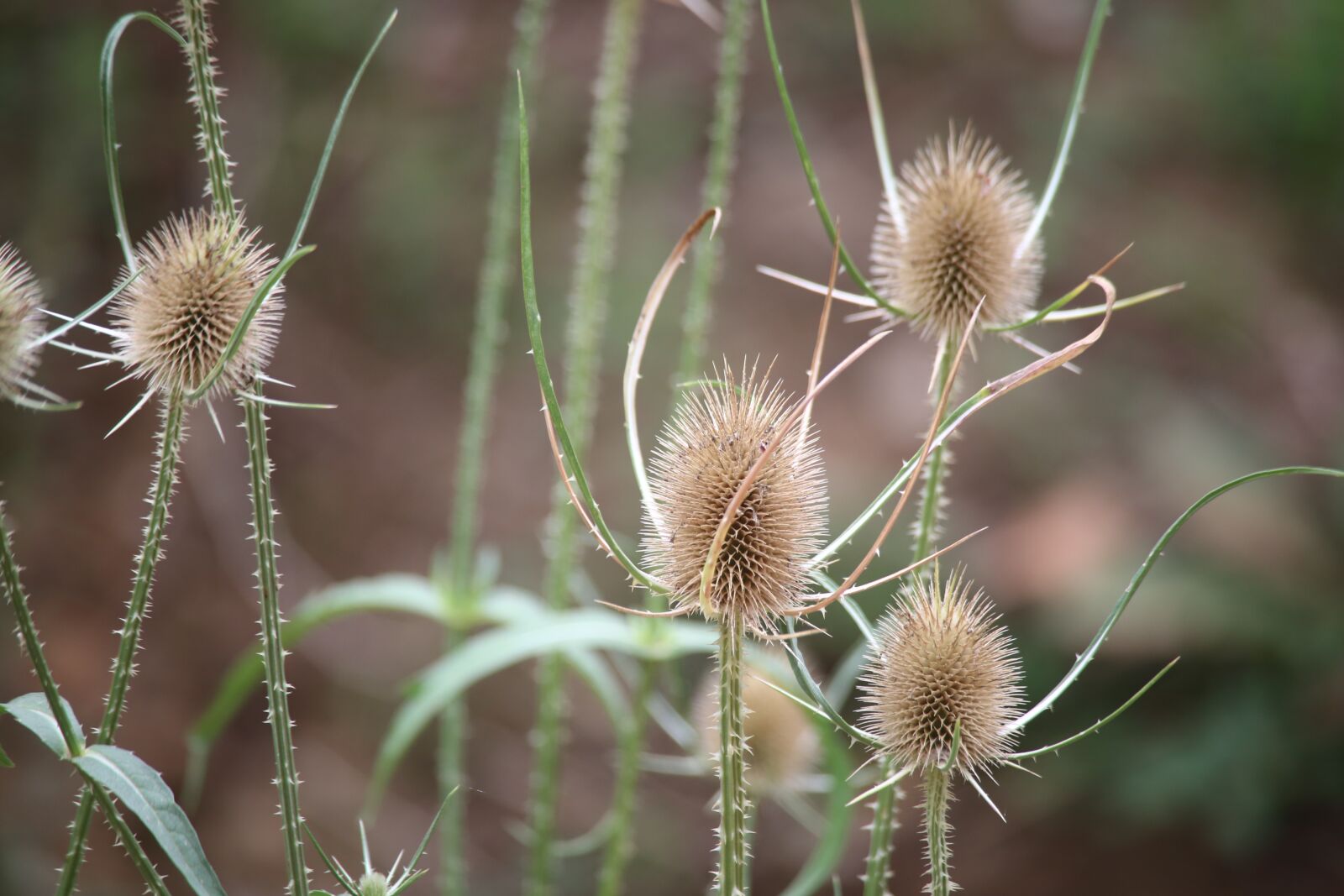 EF100-300mm f/5.6 sample photo. Thistle, plant, plant wildlife photography