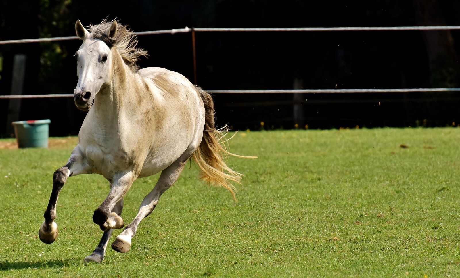 Nikon D7200 sample photo. Horse, mold, pony photography