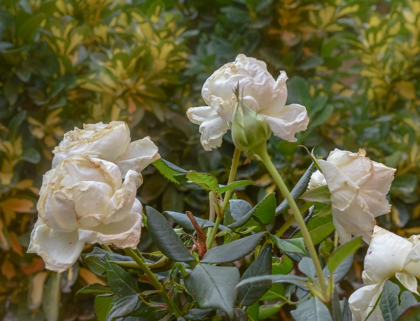 Nikon D3200 sample photo. Flowers, nature, blossom photography