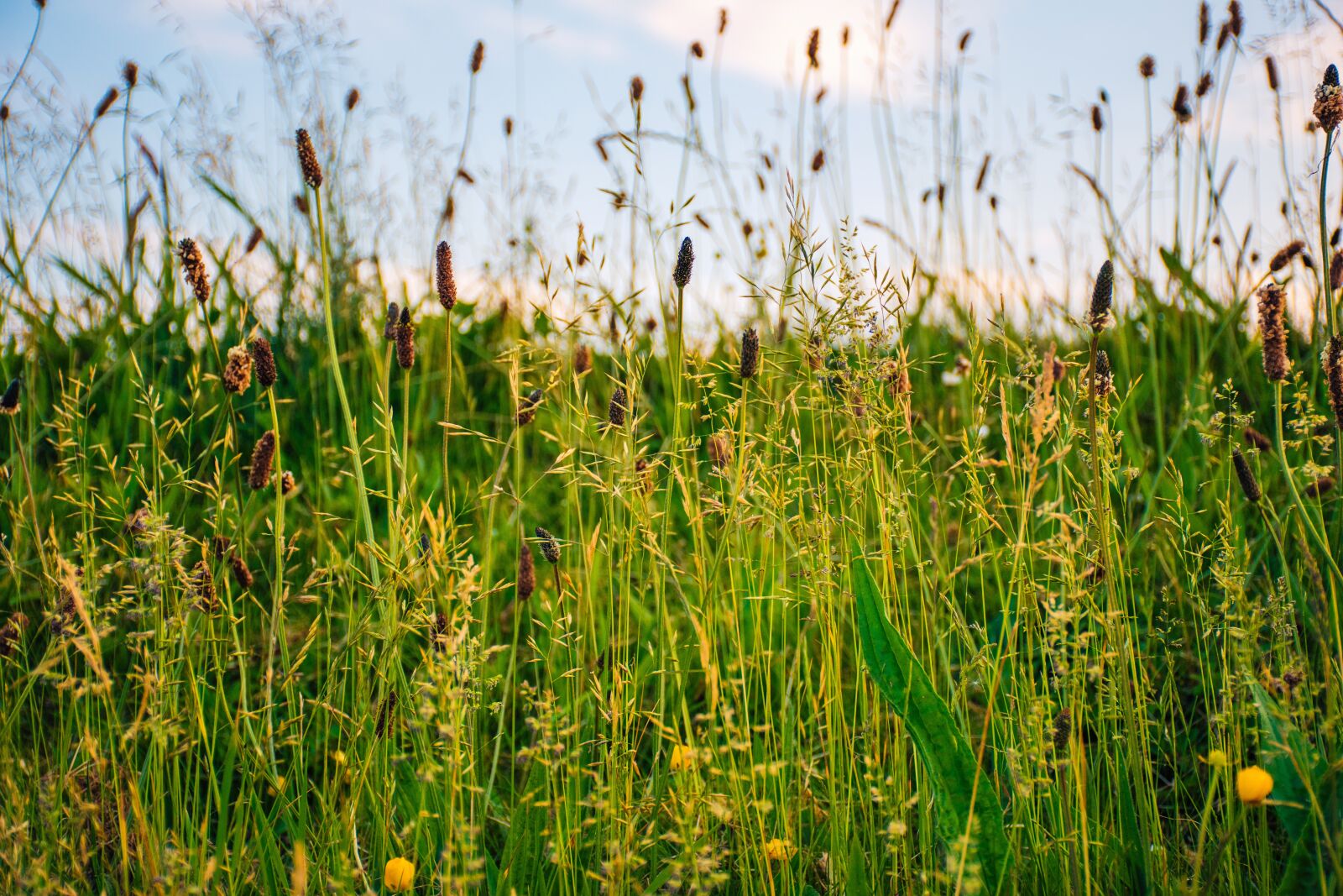 Nikon D5500 sample photo. Agriculture, countryside, crop photography