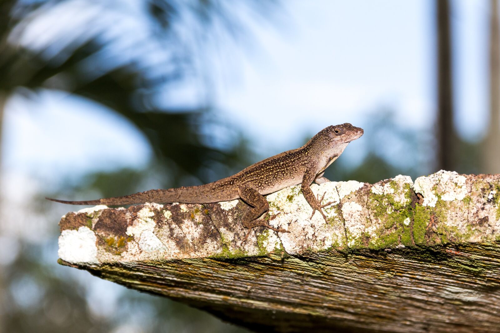 Canon EOS 600D (Rebel EOS T3i / EOS Kiss X5) sample photo. Lizard, moss, nature photography