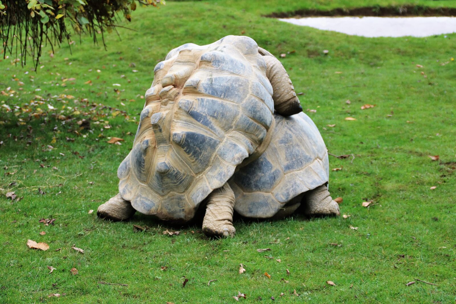 Canon EOS 760D (EOS Rebel T6s / EOS 8000D) sample photo. Randy tortoise, wildlife, animal photography
