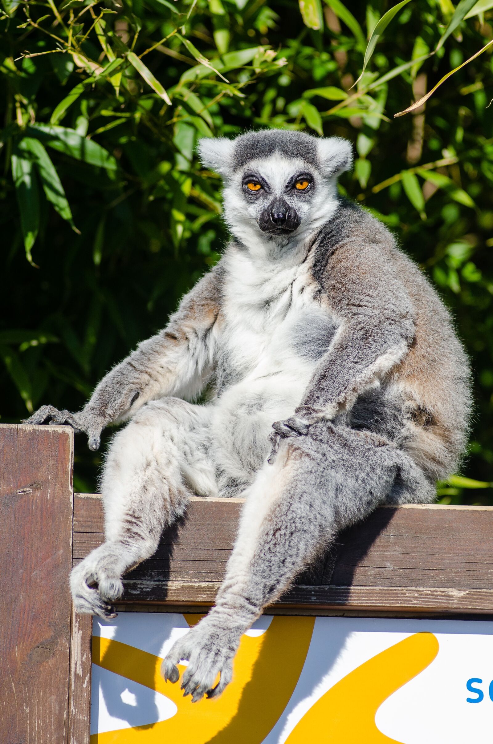 Nikon D7000 sample photo. Lemur, madagascar, primate photography