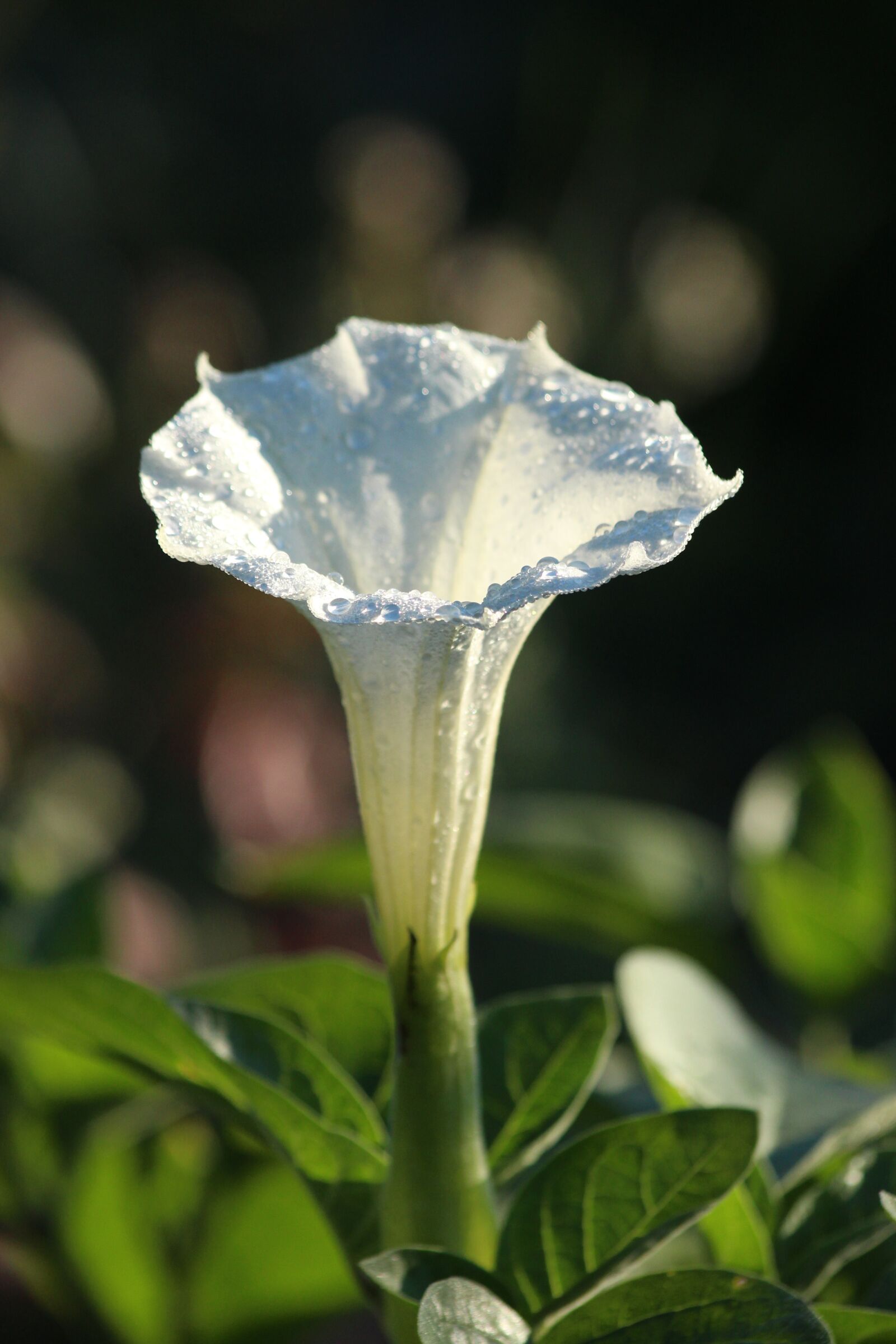 Canon EOS 650D (EOS Rebel T4i / EOS Kiss X6i) sample photo. Datura ordinary, datura stramonium photography