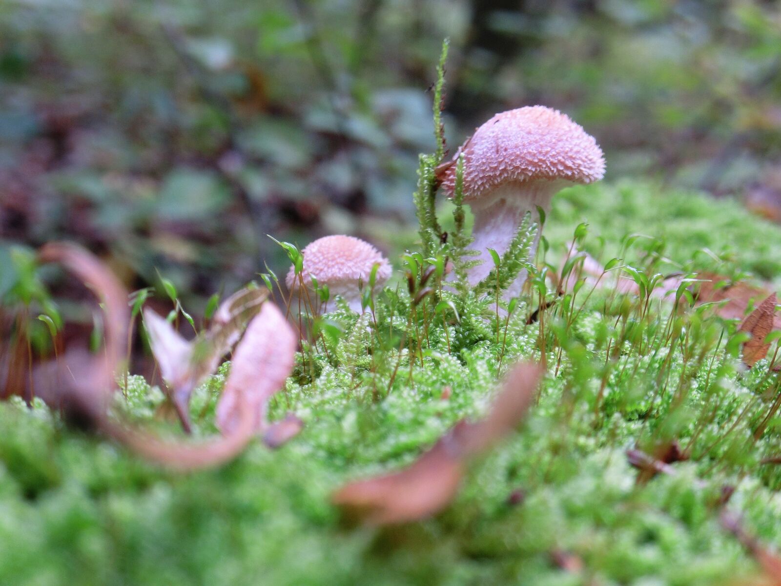 CASIO EX-ZR10 sample photo. Moss, mushroom, autumn photography