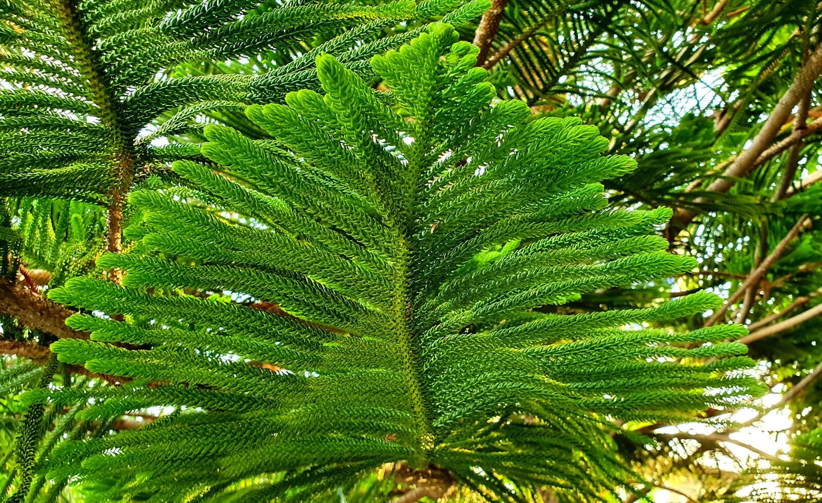 Samsung Galaxy S10e sample photo. Tree, green, pine photography