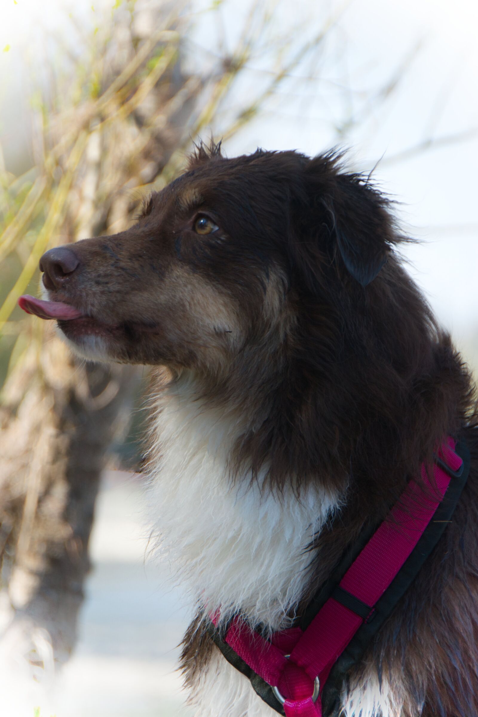 Nikon D5300 sample photo. Dog, water, aussie photography
