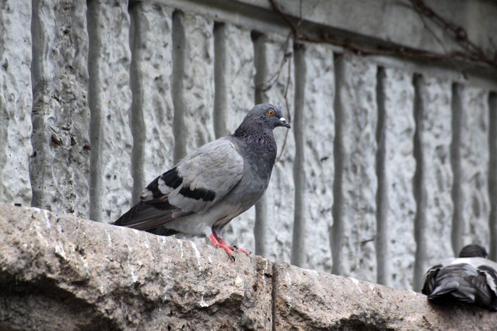 Canon EOS 50D sample photo. Pigeon, new, birds photography
