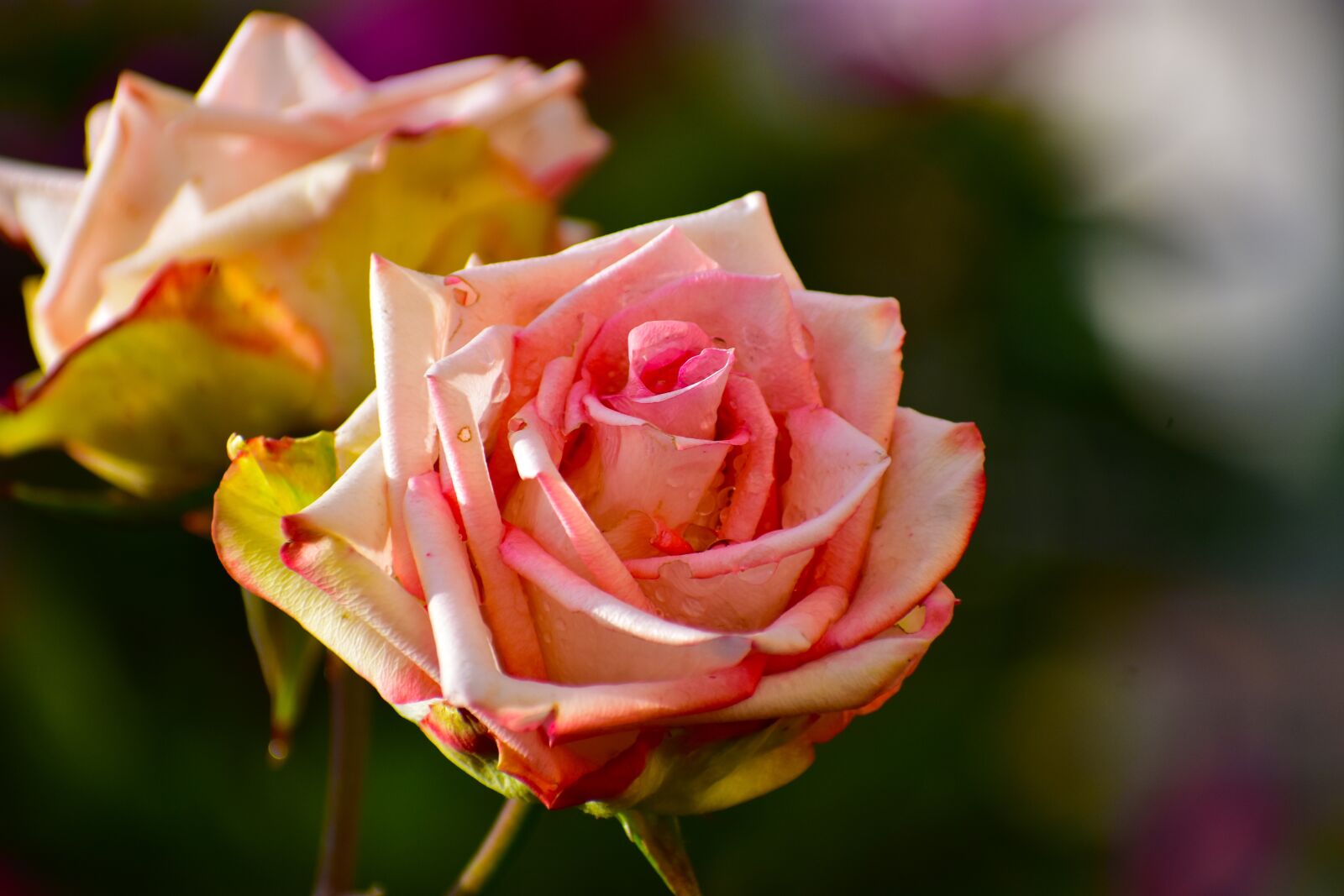 Nikon D3400 sample photo. Rosa, foreground, nature photography