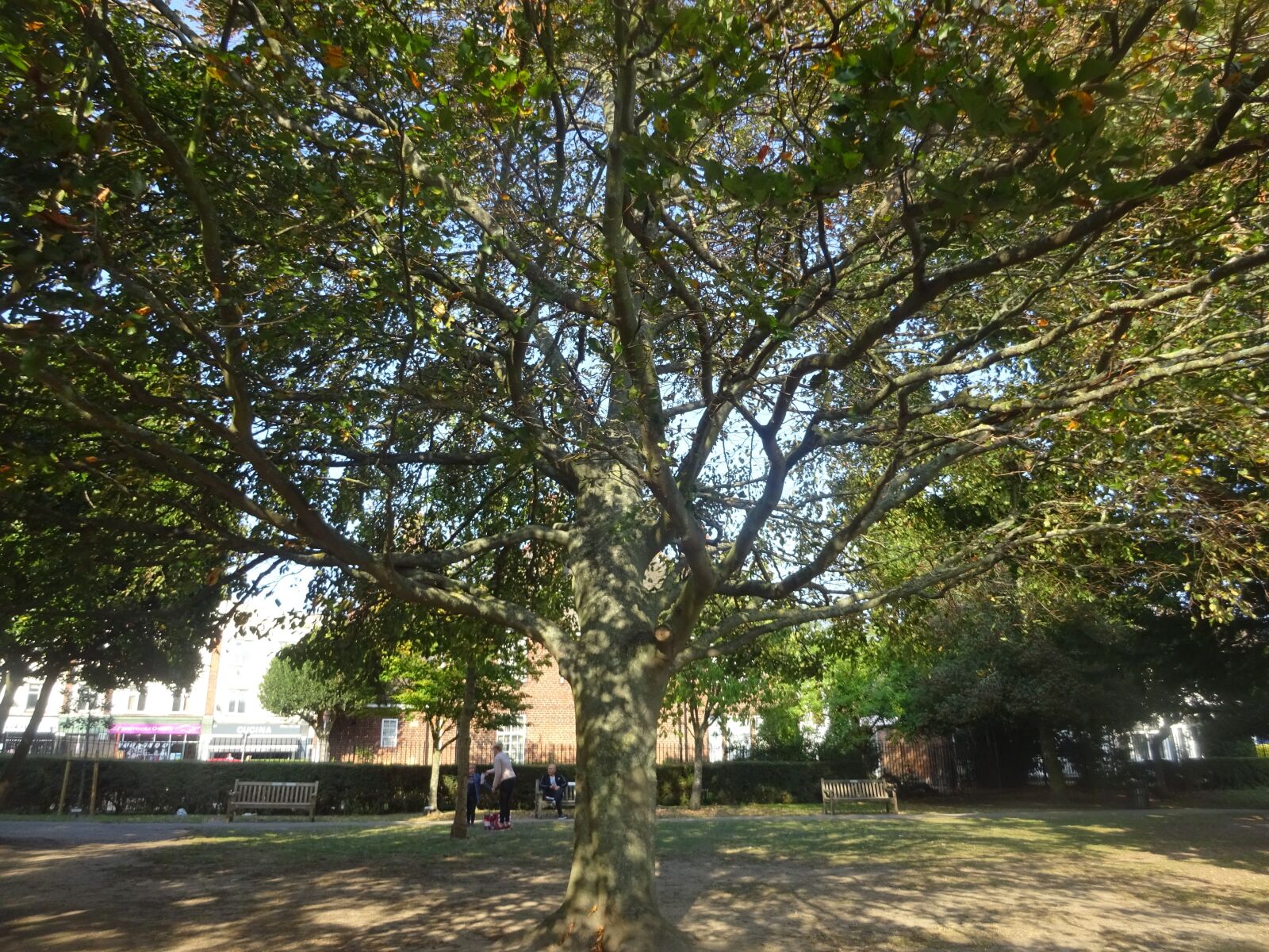 Sony Cyber-shot DSC-WX350 sample photo. Tree in leigh library photography