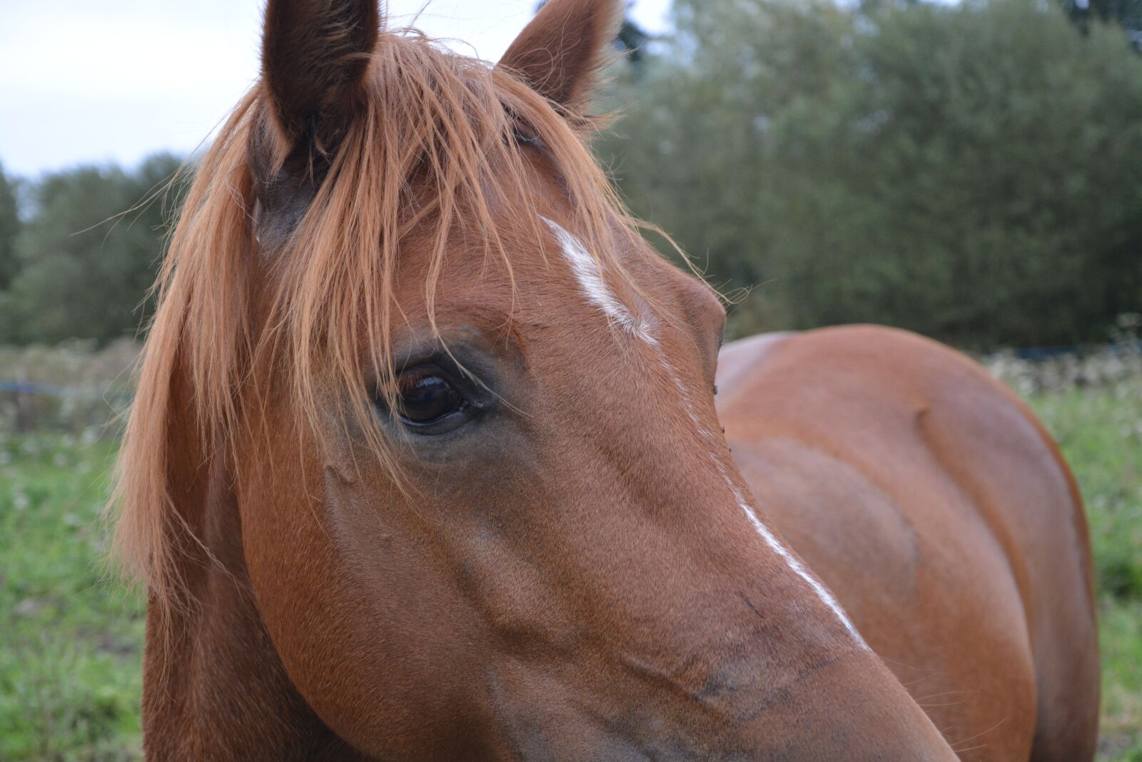 Nikon D5200 sample photo. Horse, œil, brown photography