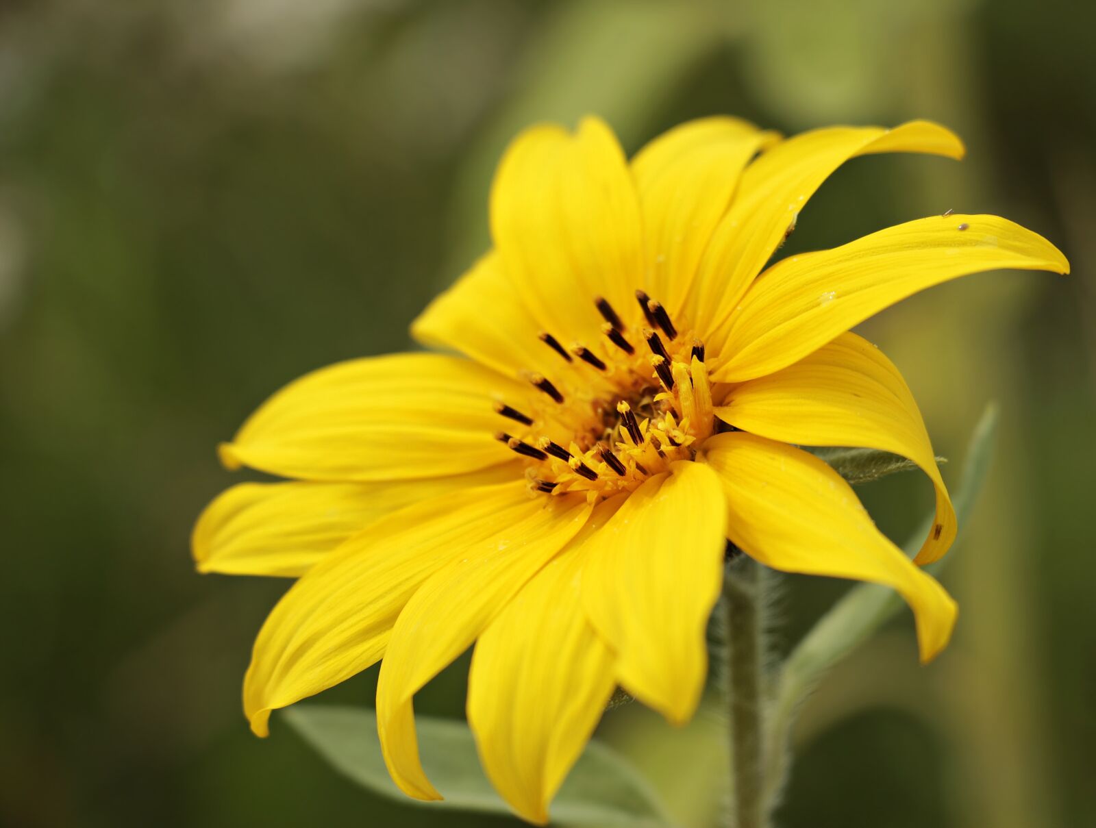Canon EOS 100D (EOS Rebel SL1 / EOS Kiss X7) sample photo. Sunflower, helianthus, small sun photography