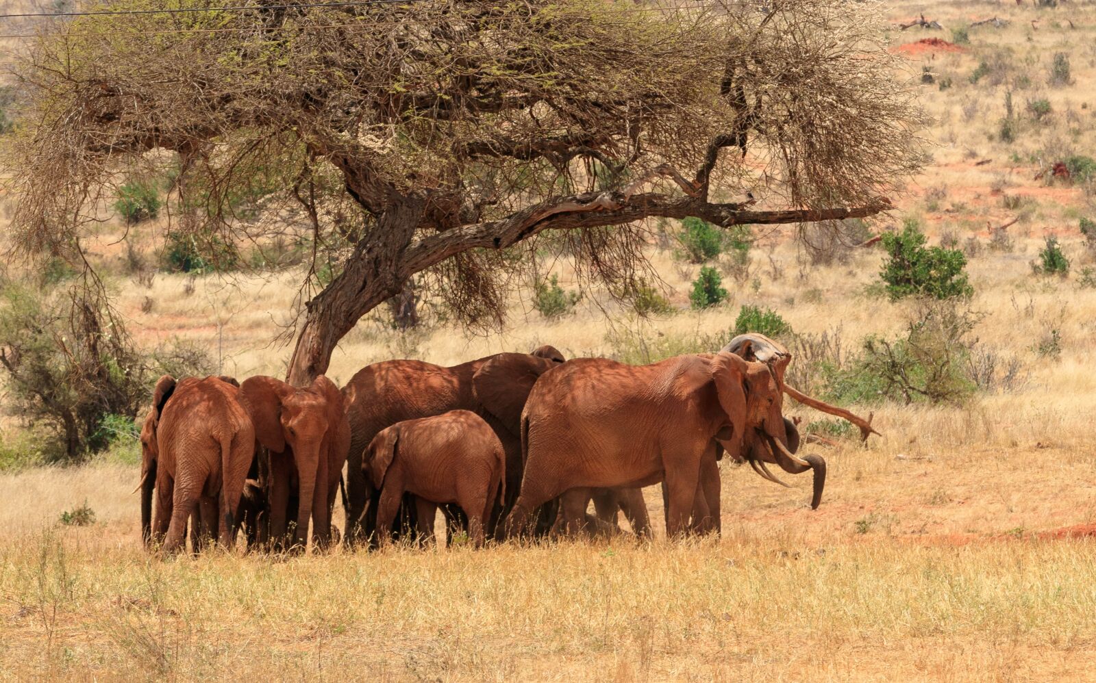 Canon EOS 80D sample photo. Elephant, herd of elephants photography