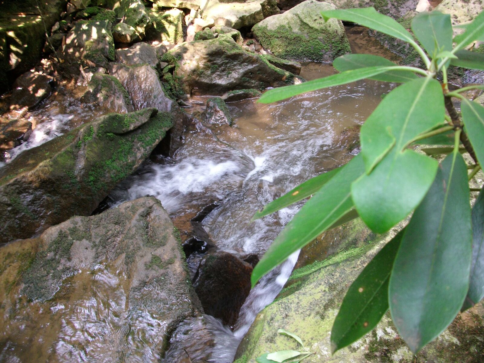 SANYO S1275 sample photo. Forest, fresh, water, mossy photography
