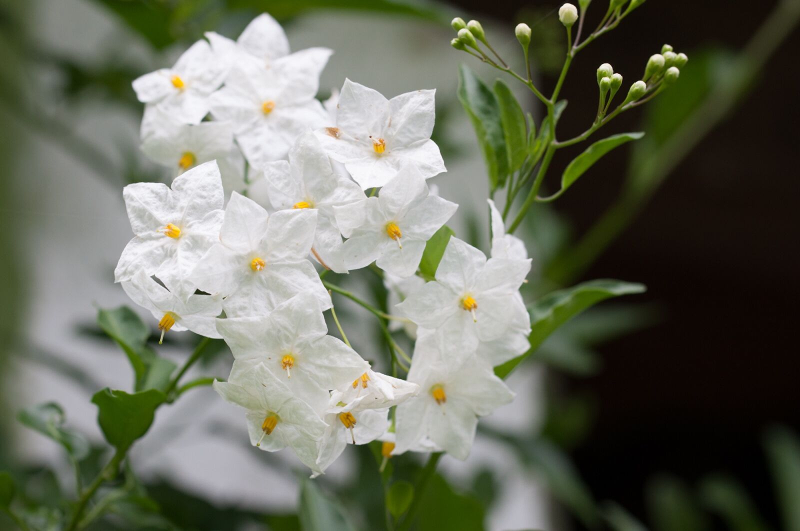 Nikon D90 sample photo. Flower, white, white flower photography