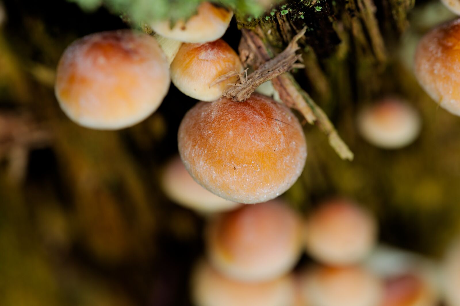 Canon EOS 6D sample photo. Food, nature, fruit photography