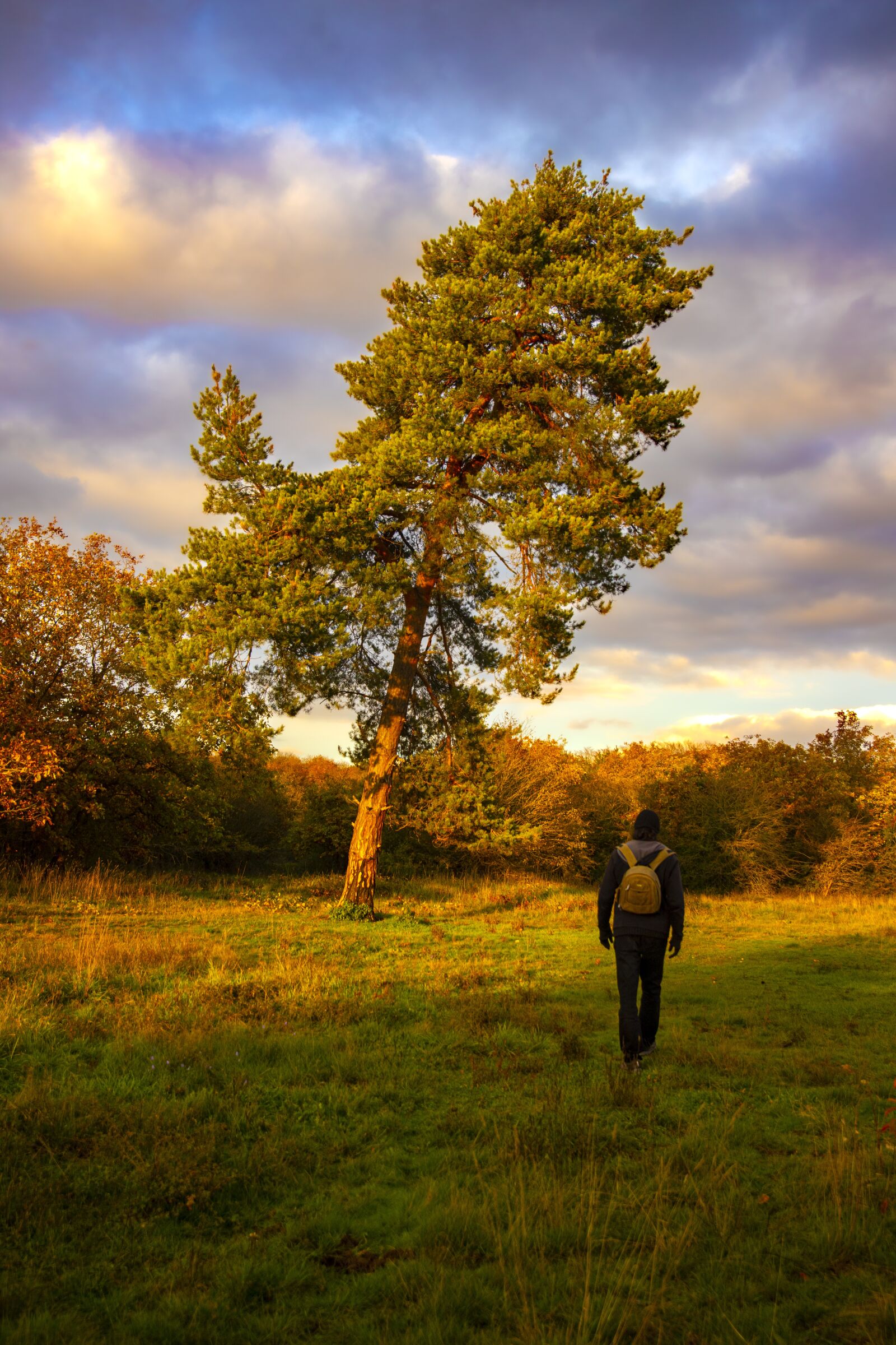 Canon 24-70mm F2.8 DG OS HSM | Art 017 sample photo. Tree, nature, forest photography