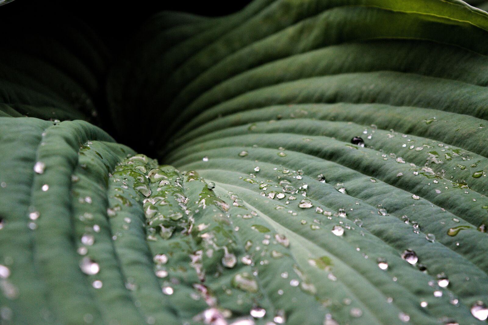 Nikon D3300 sample photo. Water droplets on leaves photography