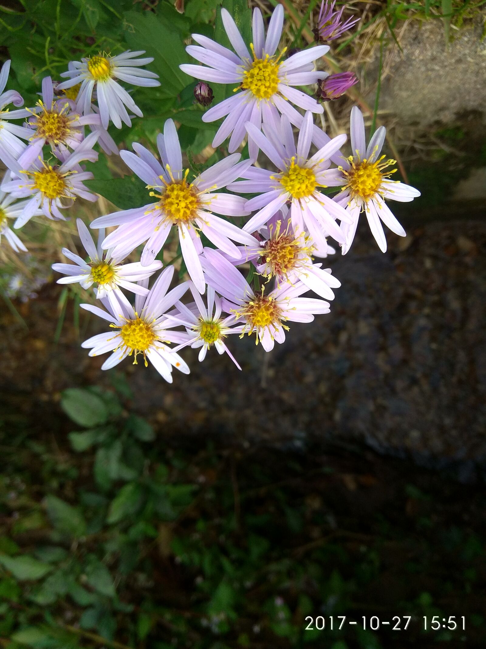 Xiaomi Redmi Note 4 sample photo