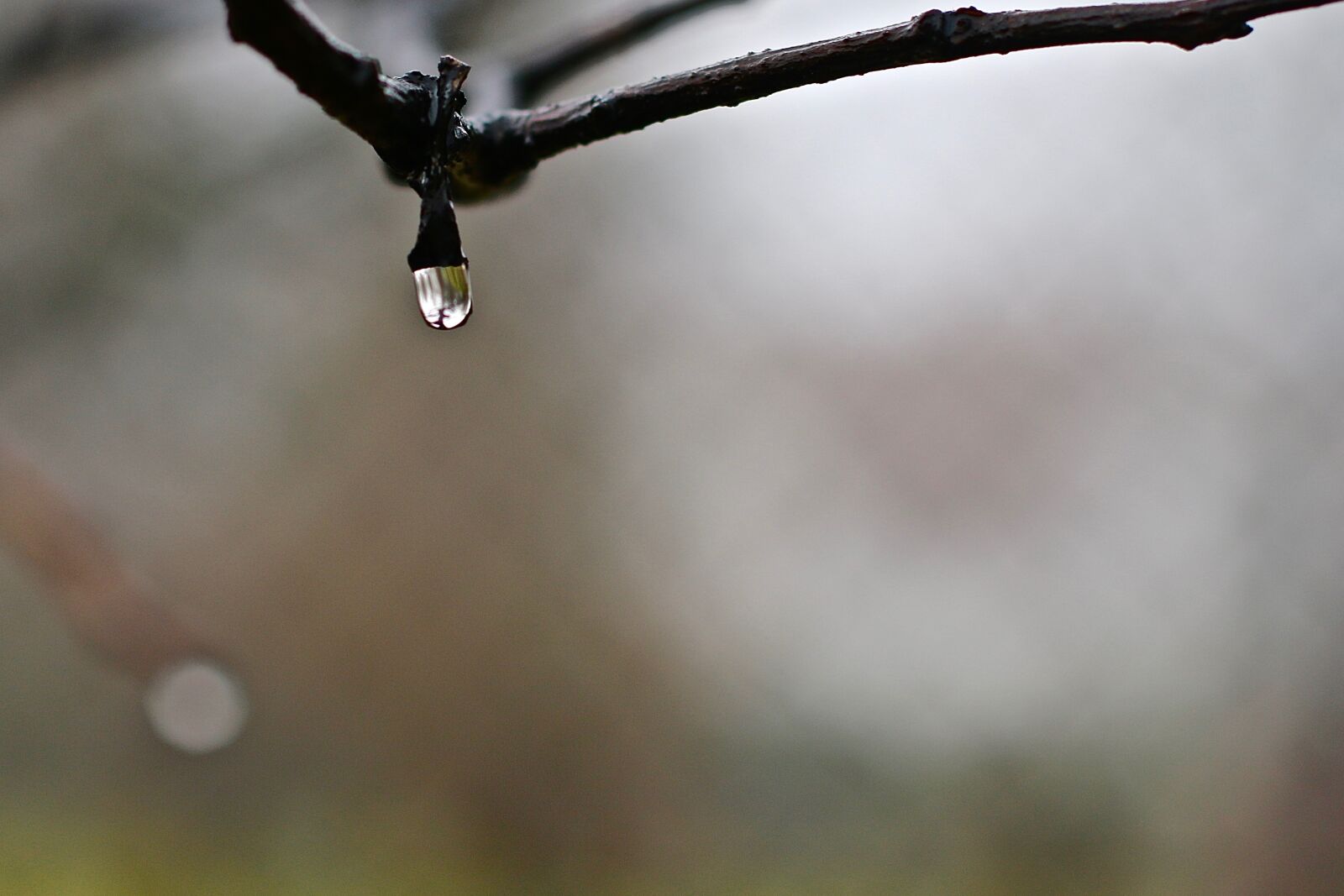 Canon EOS 70D + Canon EF 50mm F1.4 USM sample photo. Drop of water, autumn photography