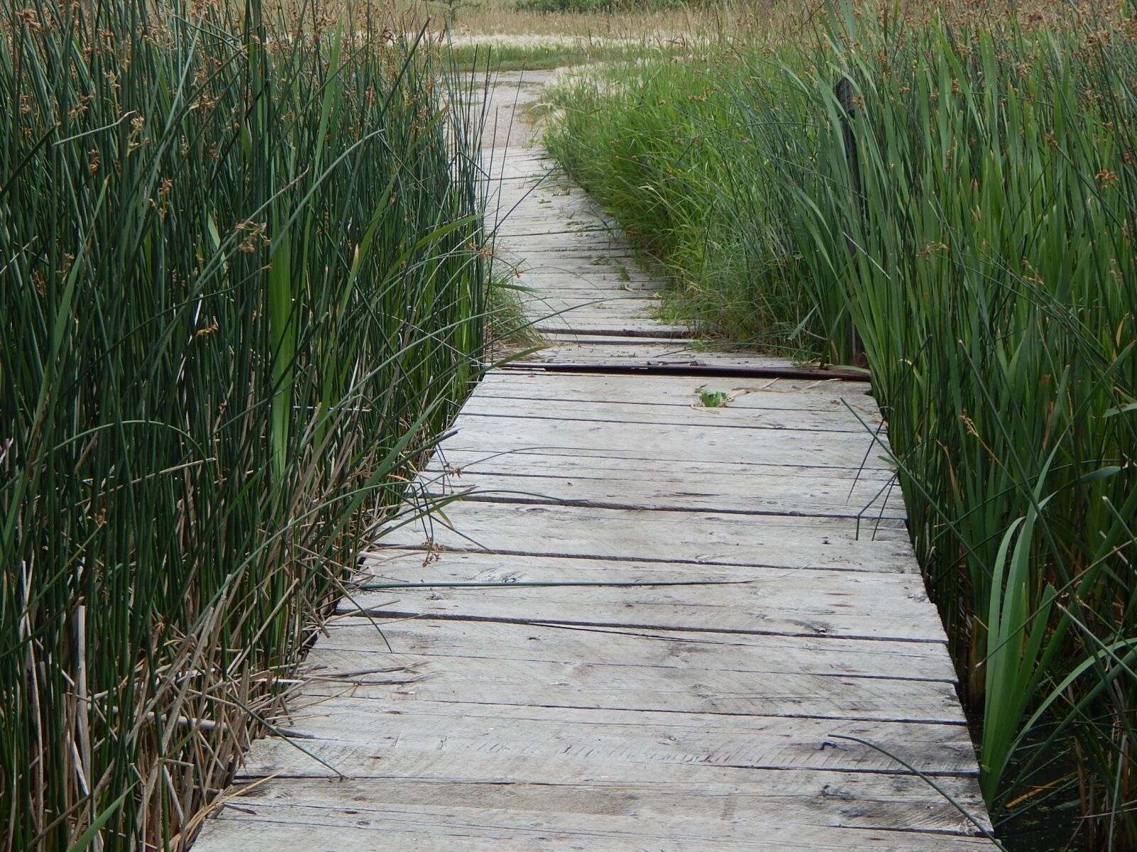 Nikon Coolpix L830 sample photo. Dock, wood, path photography