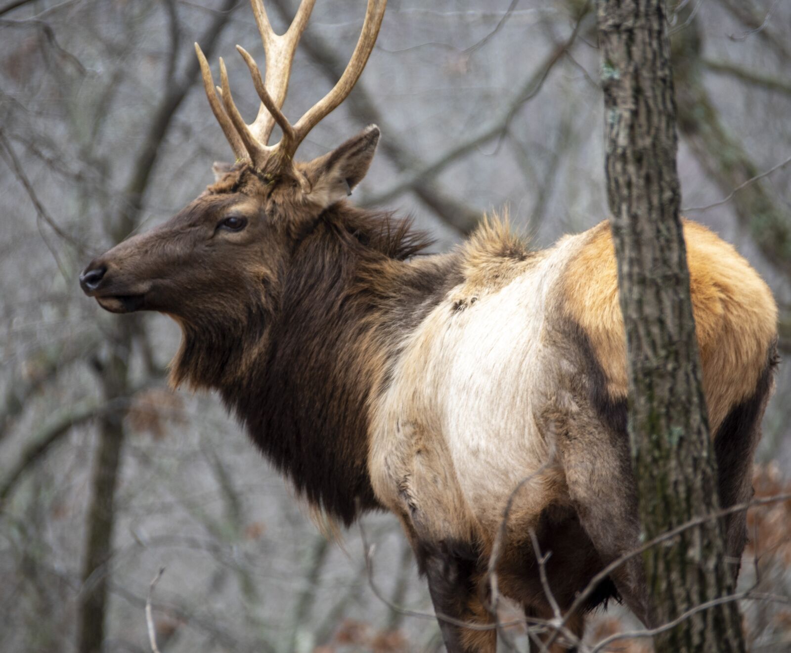 Nikon D850 sample photo. Elk, male, wildlife photography