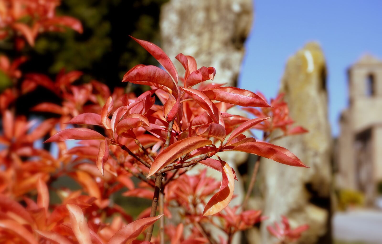 Sony a6000 sample photo. Leaves, red, beauty photography