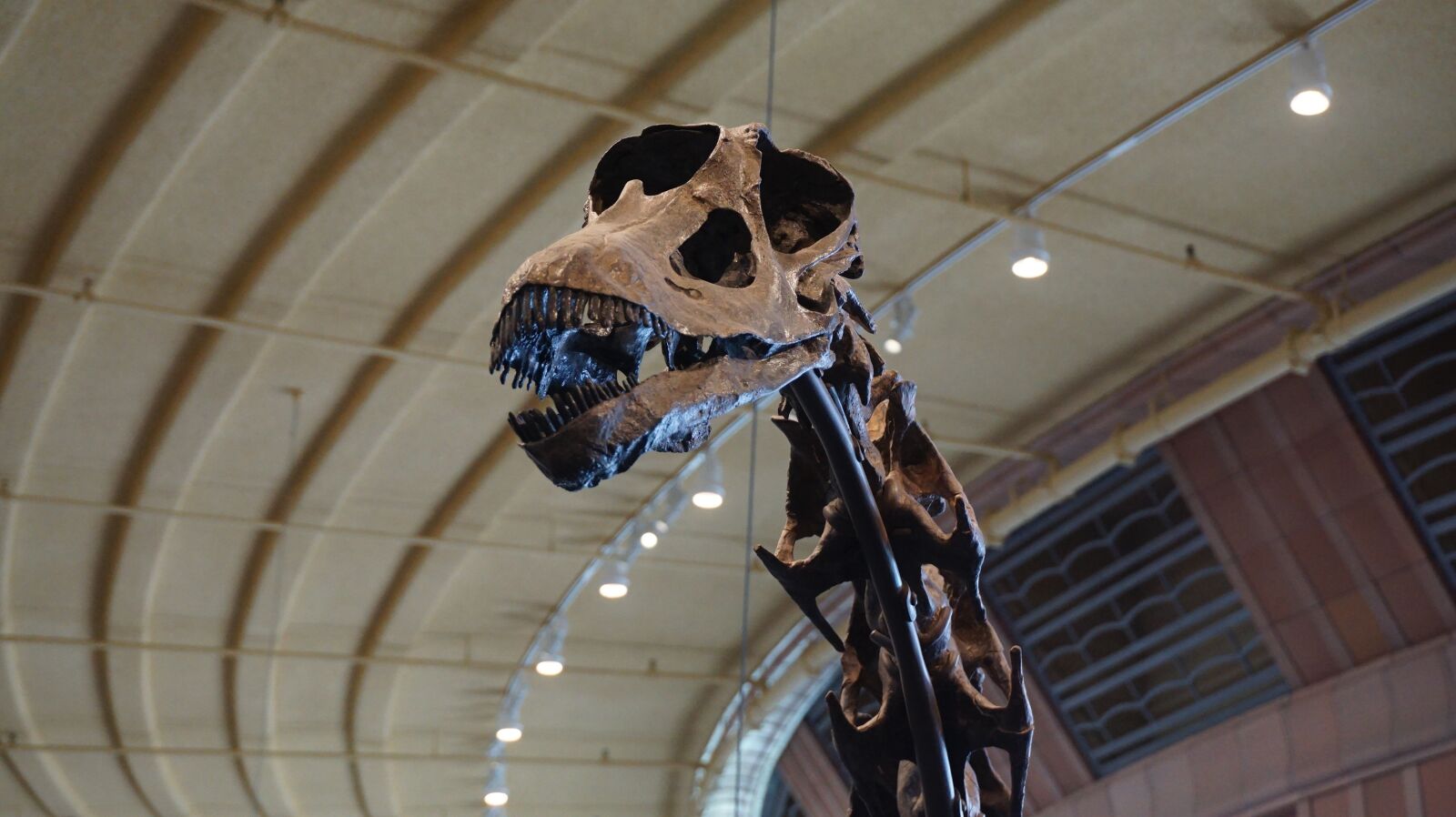 Sony a6000 sample photo. Galeamopus pabsti, galeamopus, dinosaur photography
