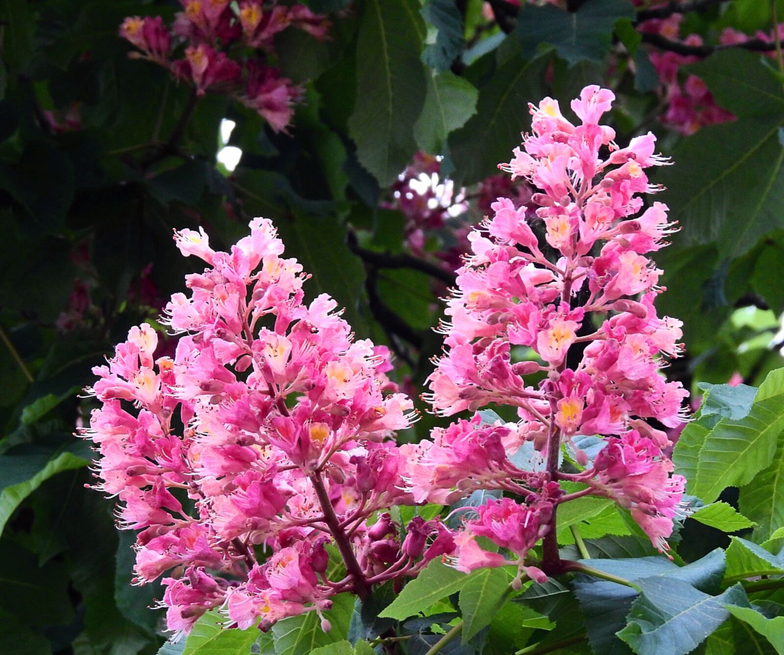 Nikon Coolpix P900 sample photo. Horse chestnut red, beauty photography