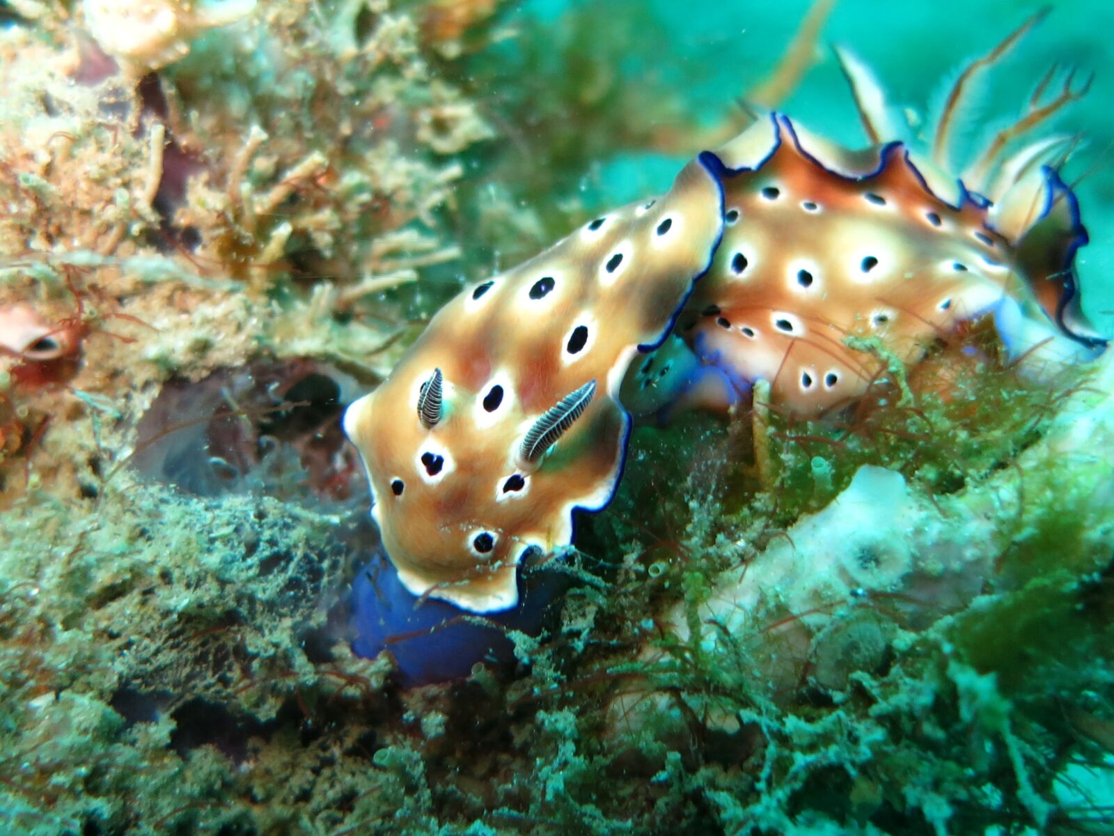 Canon PowerShot S110 sample photo. Chromodoris, nudibranch, slug photography
