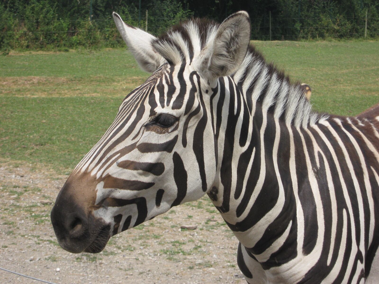 Canon PowerShot A470 sample photo. "Zebra, zoo, animal" photography