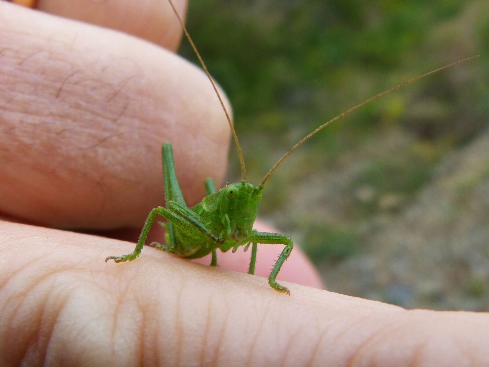 Panasonic DMC-FZ62 sample photo. Green grasshopper, tiny, lobster photography