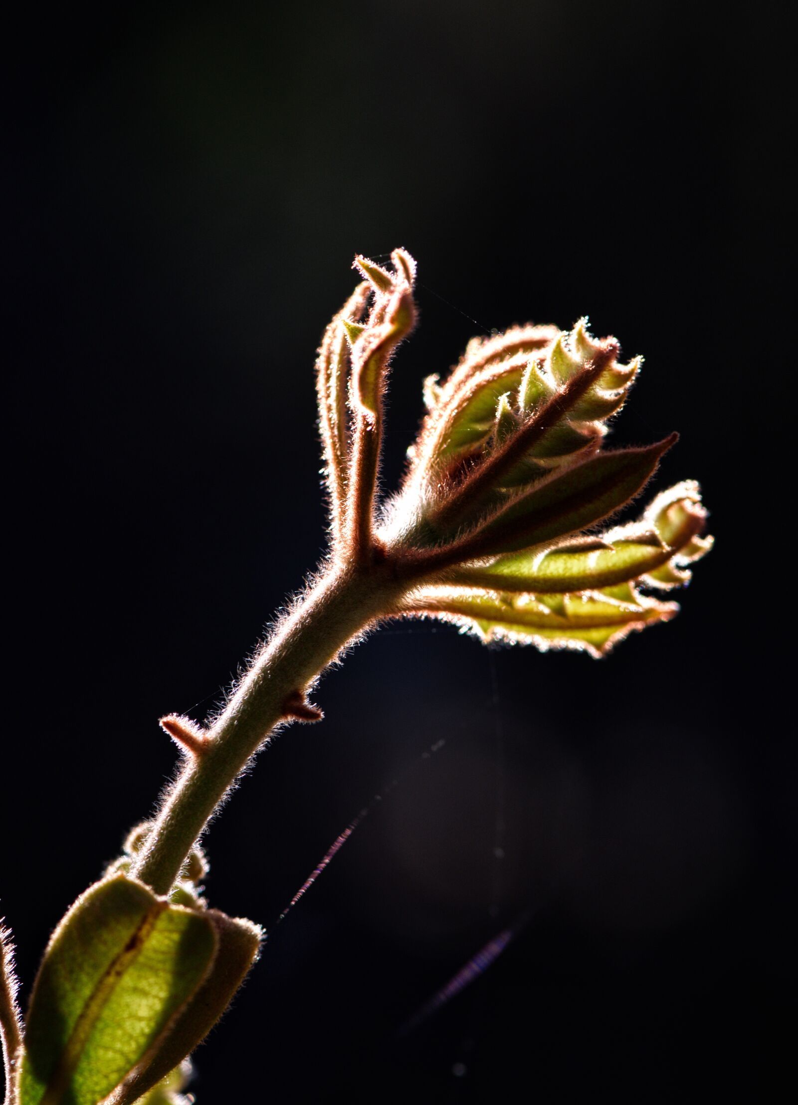 Nikon D3300 sample photo. Banksia, new growth, unfurl photography