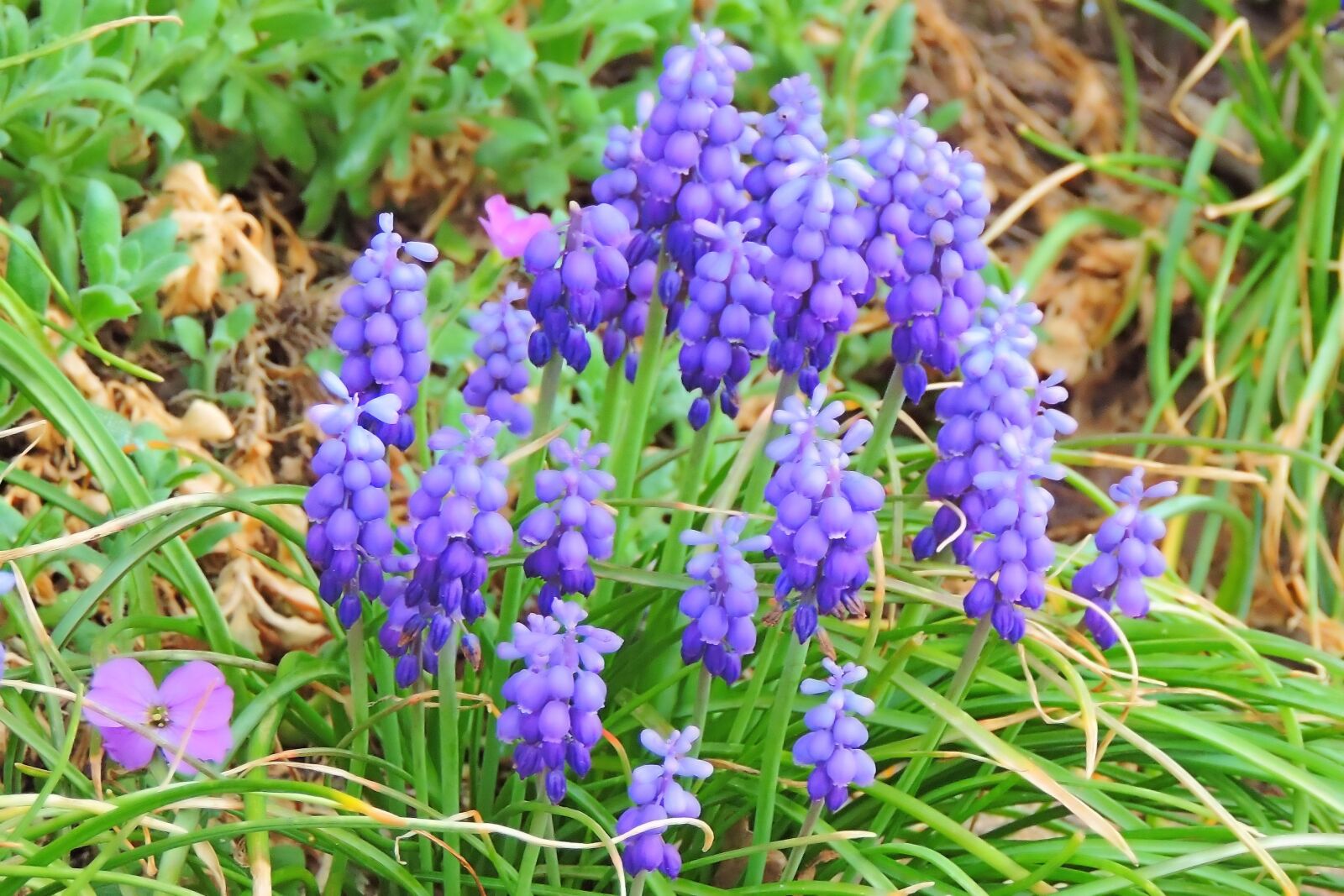 Nikon Coolpix P520 sample photo. Spring, meadow, muscari photography